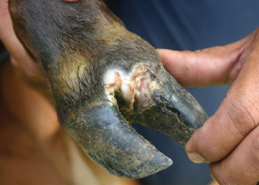 Jigawa: Foot and Mouth disease outbreak contained